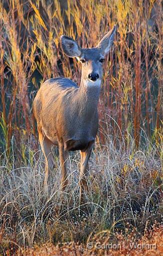 Curious Deer_73327.jpg - In evening light Photographed in the Bosque del Apache National Wildlife Refuge near San Antonio, New Mexico USA. 